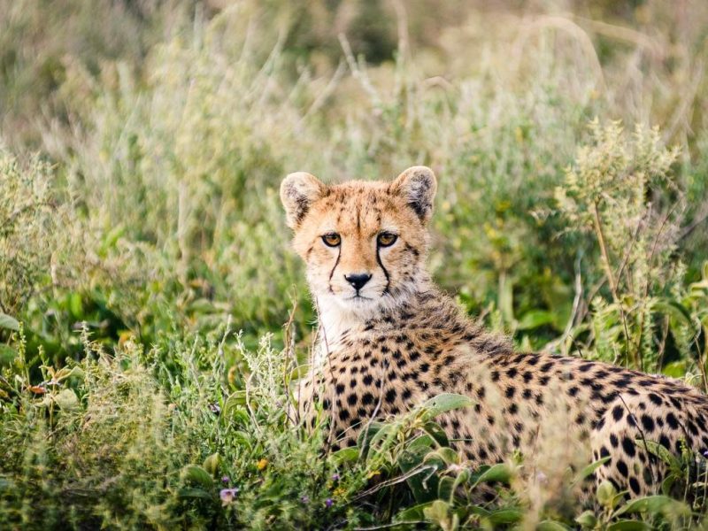 2 Days Budget Camping Safari