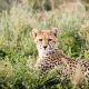 2 Days Budget Camping Safari