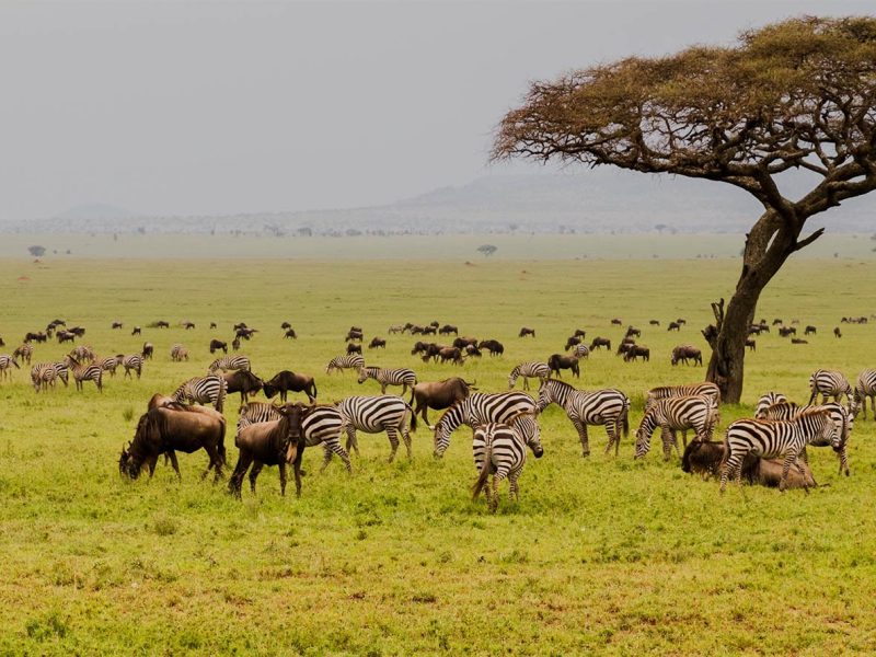 7 Days Tanzania Luxury Safari