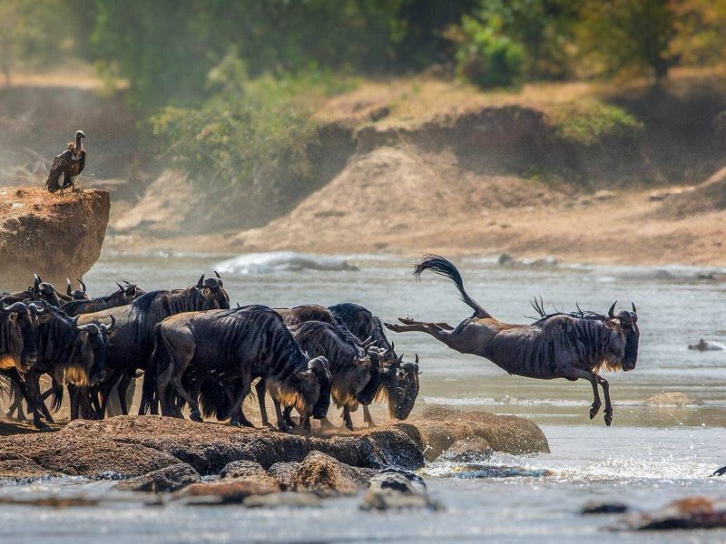 8 Days Serengeti Migration Safari