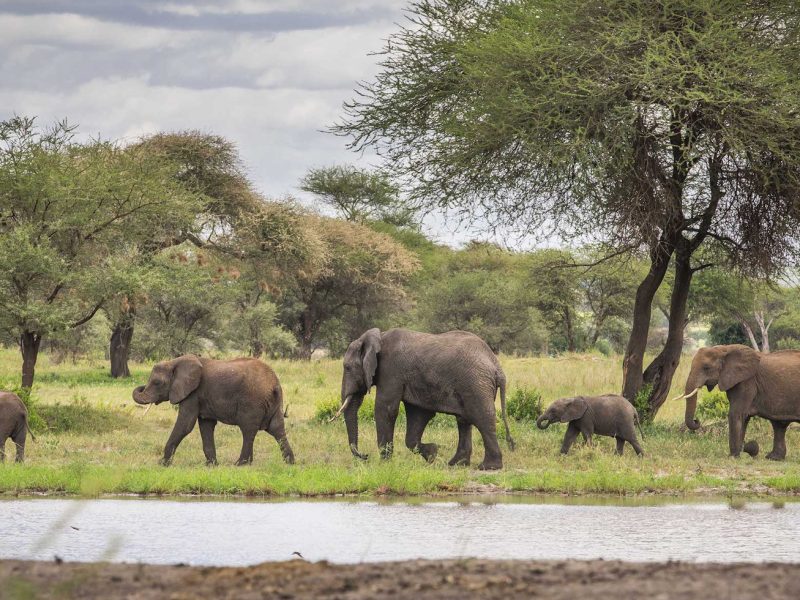 6 Days Perfect Camping Safari