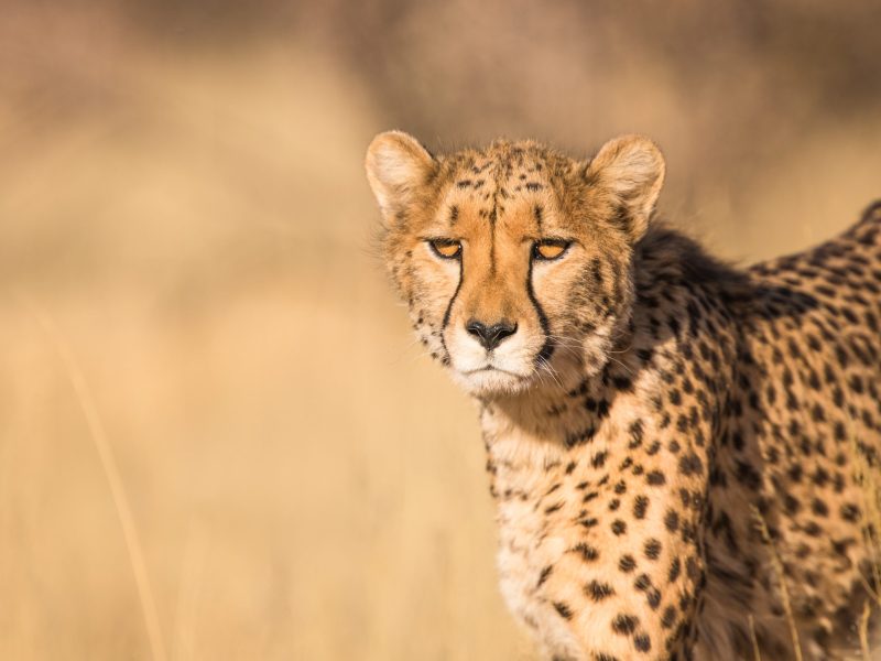 4 Days Tanzania Memorable Safari