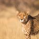 4 Days Tanzania Memorable Safari