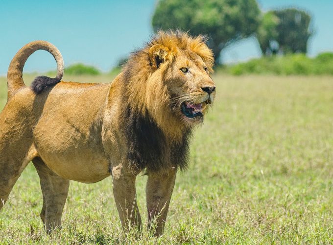 5 Days Tanzania BIG 5 Safari