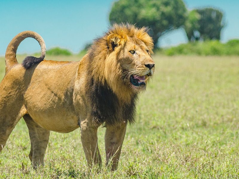 5 Days Tanzania BIG 5 Safari