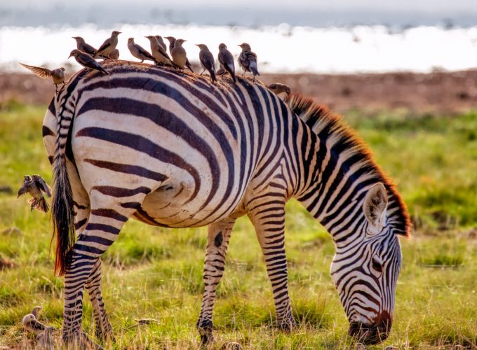 3 Days Affordable Safari