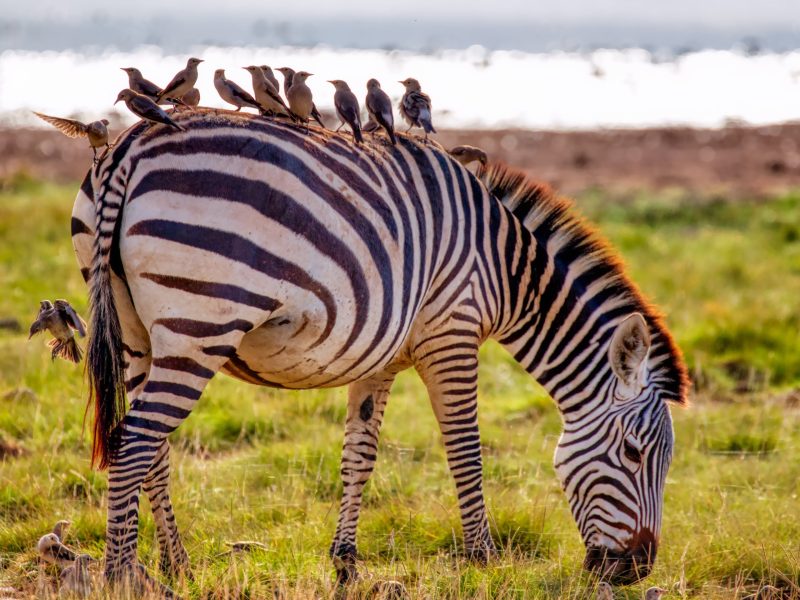 3 Days Affordable Safari