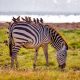 3 Days Affordable Safari