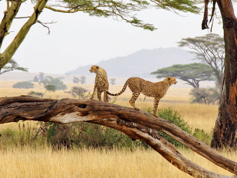 10 Days Camping & Cultural Safari