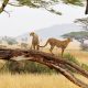 10 Days Camping & Cultural Safari