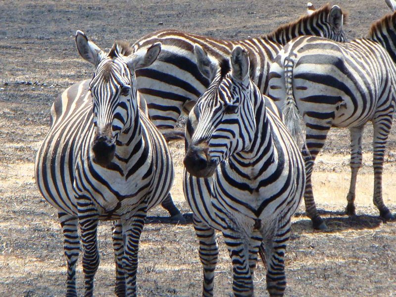 From Zanzibar: Mikumi Safari Day Trip with Flights and Lunch