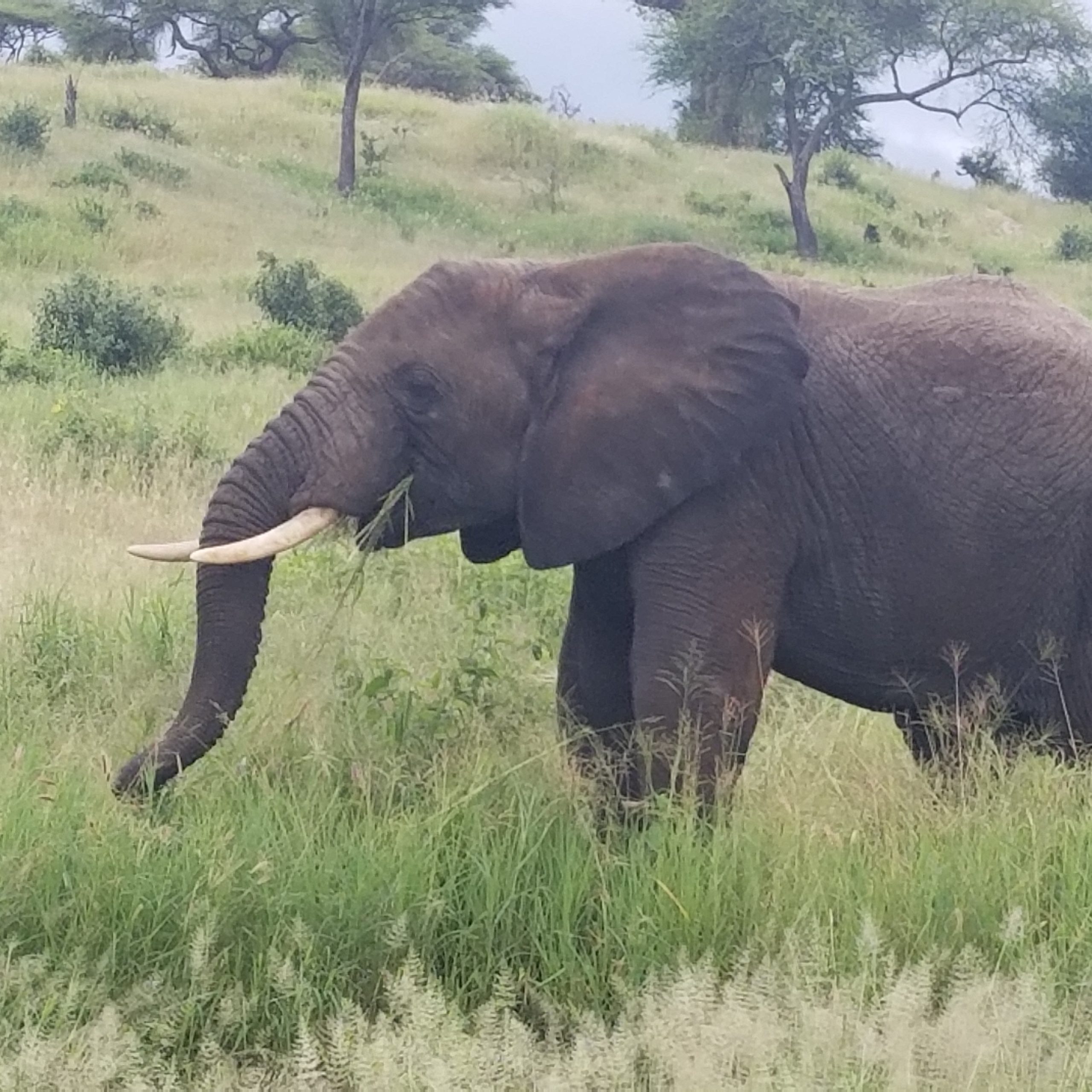 Tarangire National park